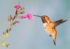 Jak zrobić nektar dla kolibrów?
