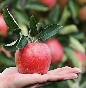 Czy jedzenie jabłek na noc jest zdrowe?